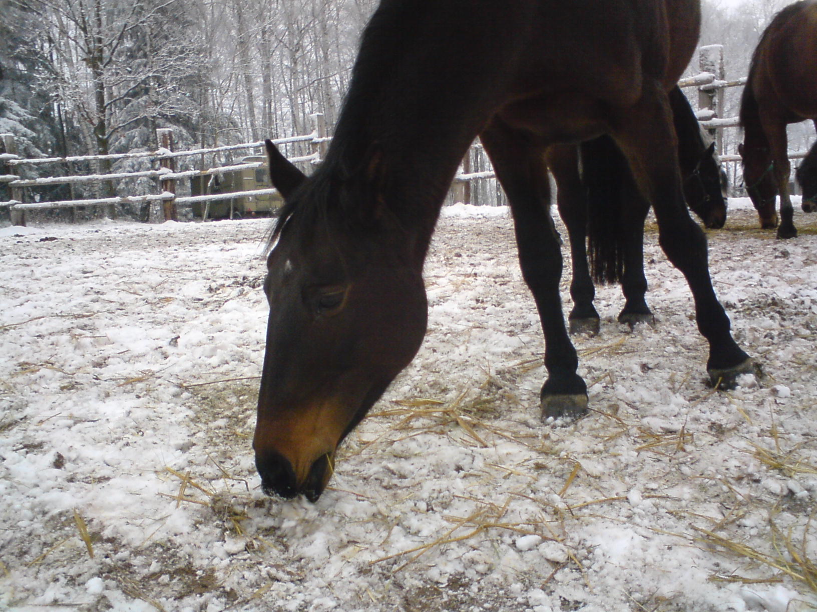 ranč lipí 1.2.2008 023.jpg