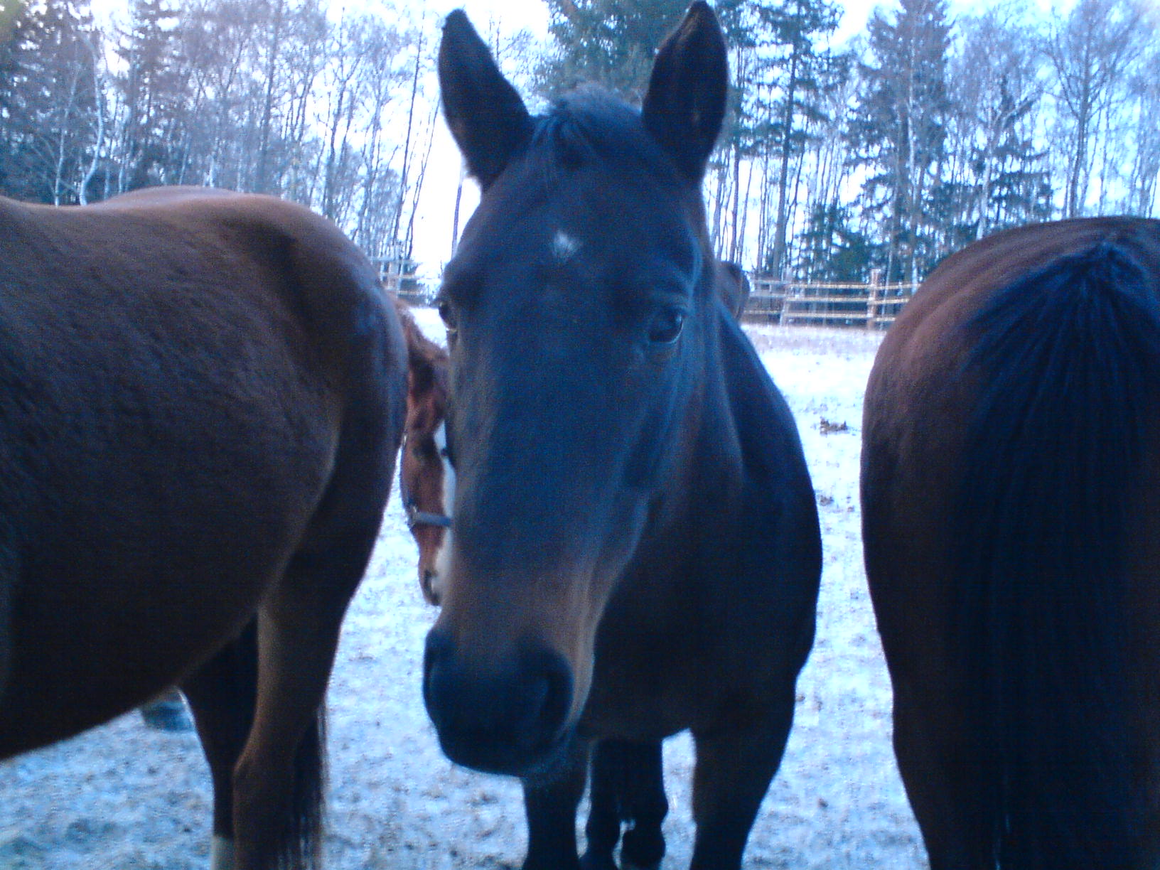 ranč lipí 12.1.2008+Natálka 010.jpg